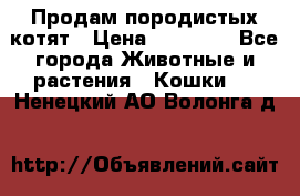 Продам породистых котят › Цена ­ 15 000 - Все города Животные и растения » Кошки   . Ненецкий АО,Волонга д.